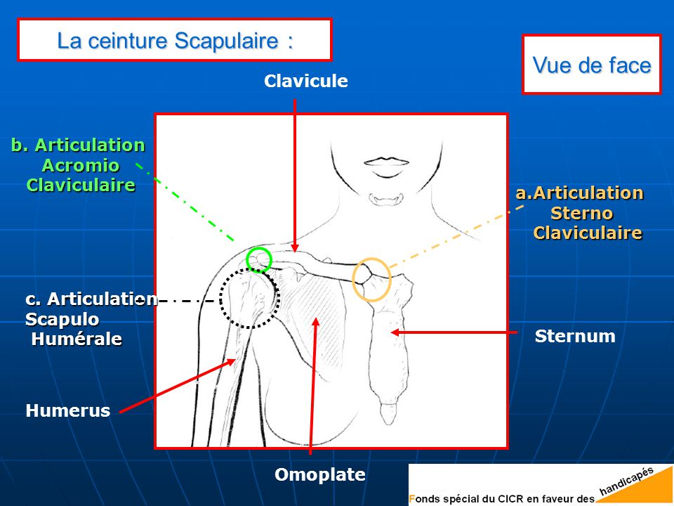 Ceinture top scapulo humérale